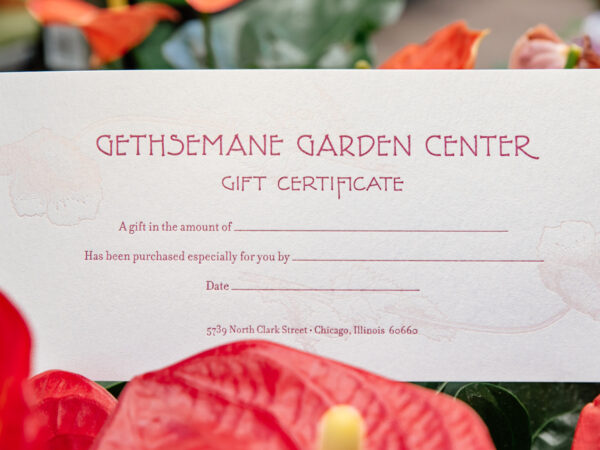 Gift Certificate - Image 3