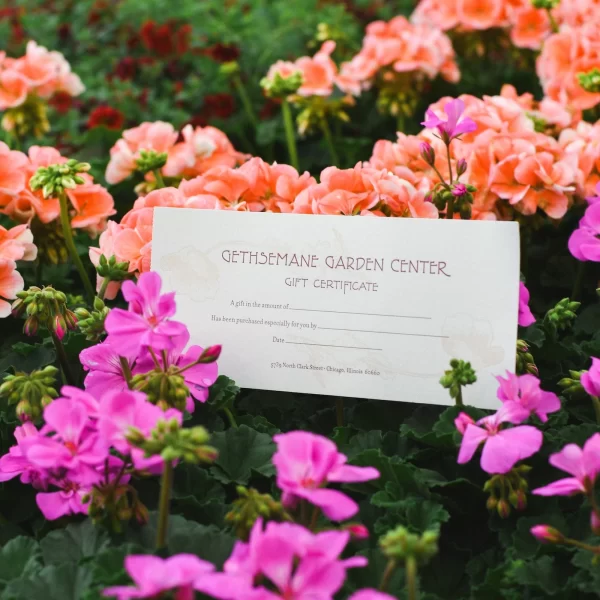 Gift Certificate - Image 2