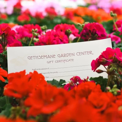 Gift Certificate