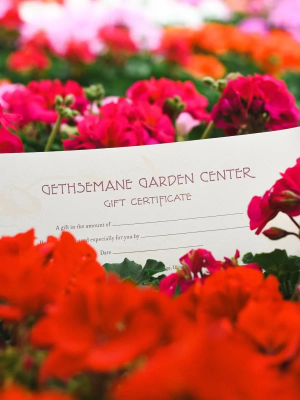 Gift Certificate