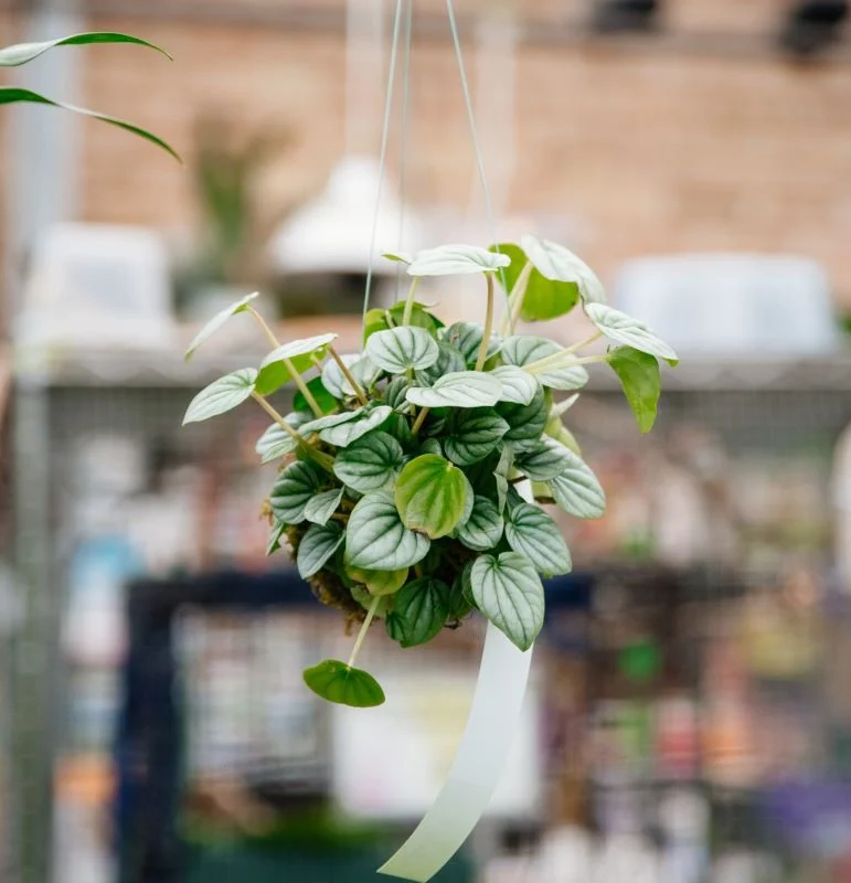 10/11/2026 - Classic Kokedama Workshop - Image 4