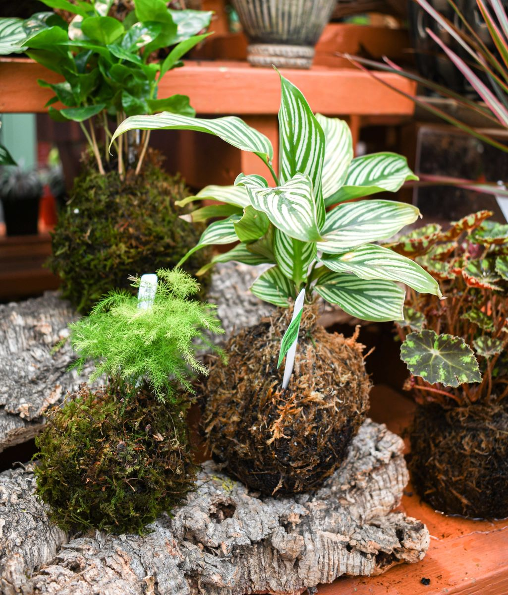 10/11/2026 - Classic Kokedama Workshop - Image 3