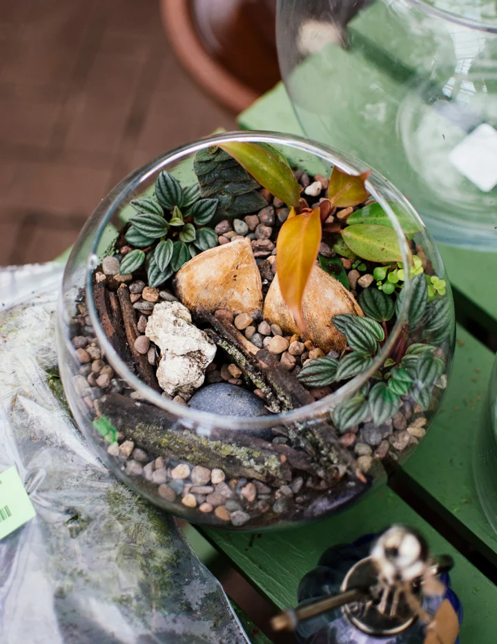10/10/2026 - Classic Terrarium Workshop - Image 6