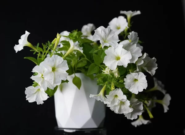 Firefly Glow in the Dark Petunia [PREORDER FOR PICKUP ONLY] - Image 2