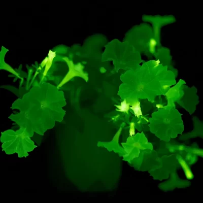 Firefly Glow in the Dark Petunia [PREORDER FOR PICKUP ONLY]