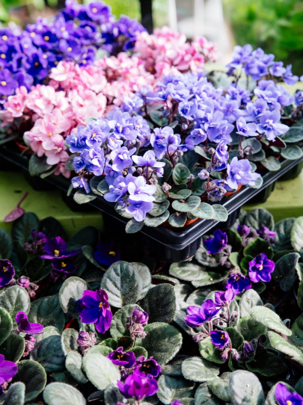 African Violet (Saintpaulia ionantha)
