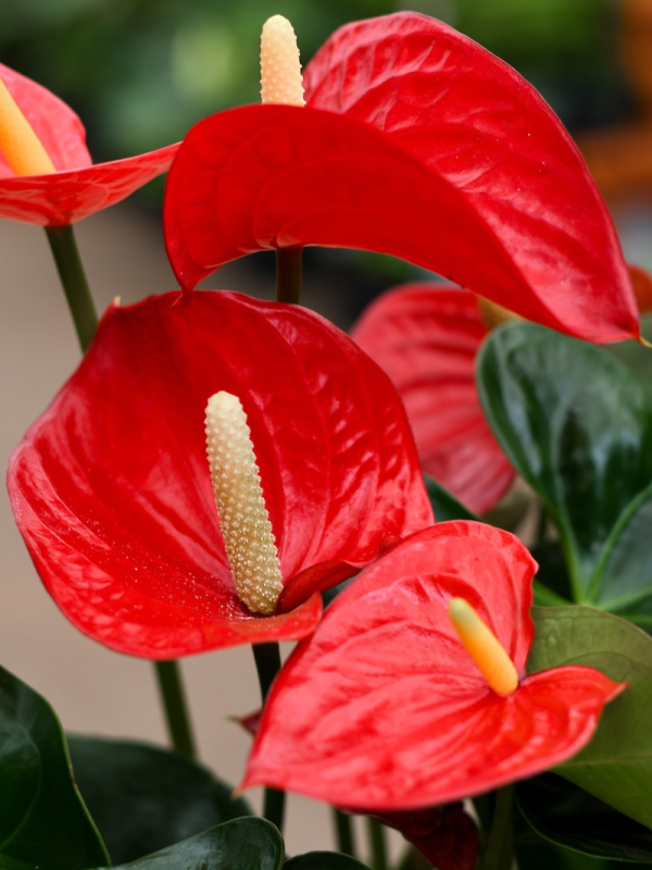 Flamingo Flower (Anthurium andraeanum)