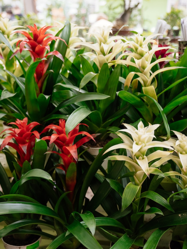 Bromeliad (Guzmania lingulata)