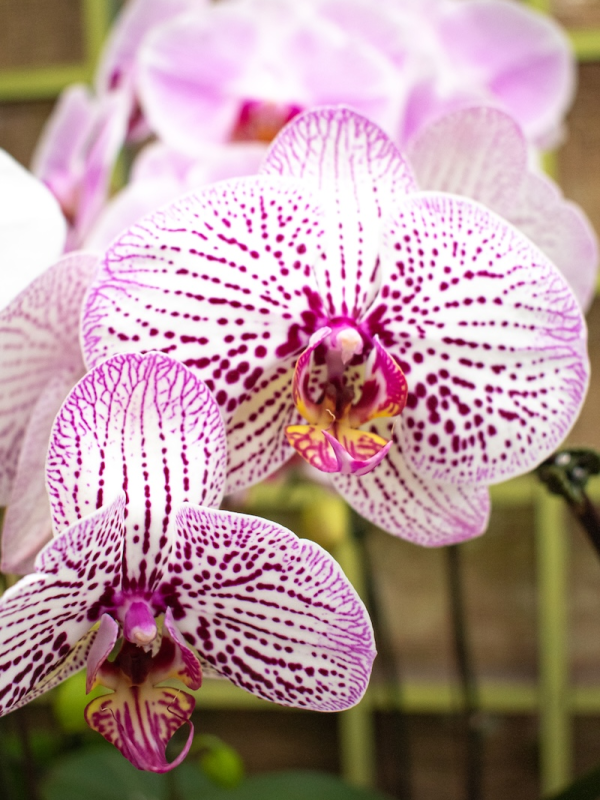 Moth Orchid (Phalaenopsis)
