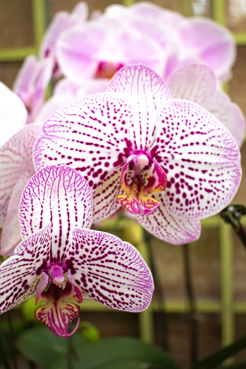 Moth Orchid (Phalaenopsis)