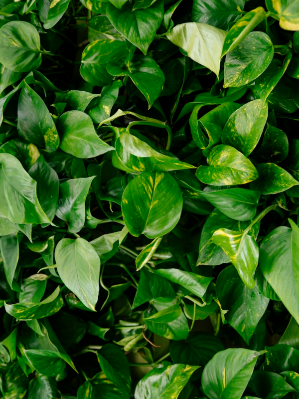 dense blanket of pothos leaves