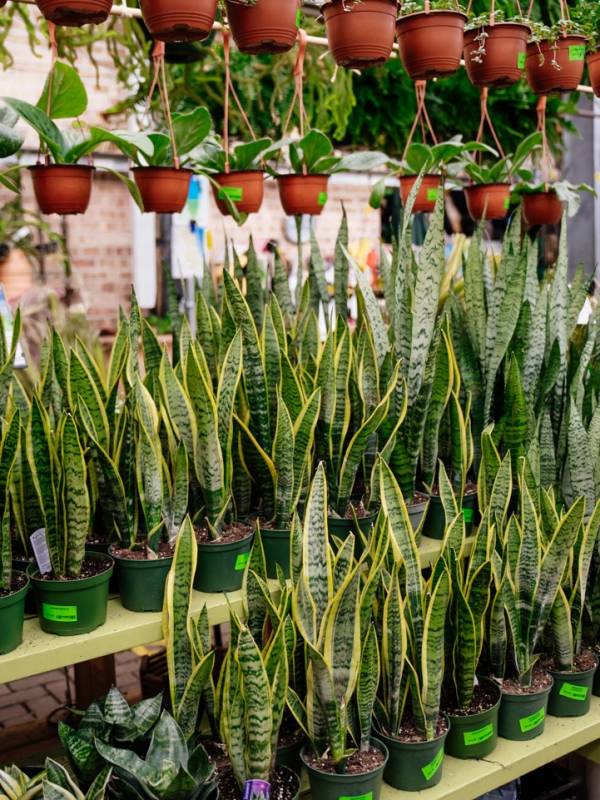 Snake Plant (Sansevieria)