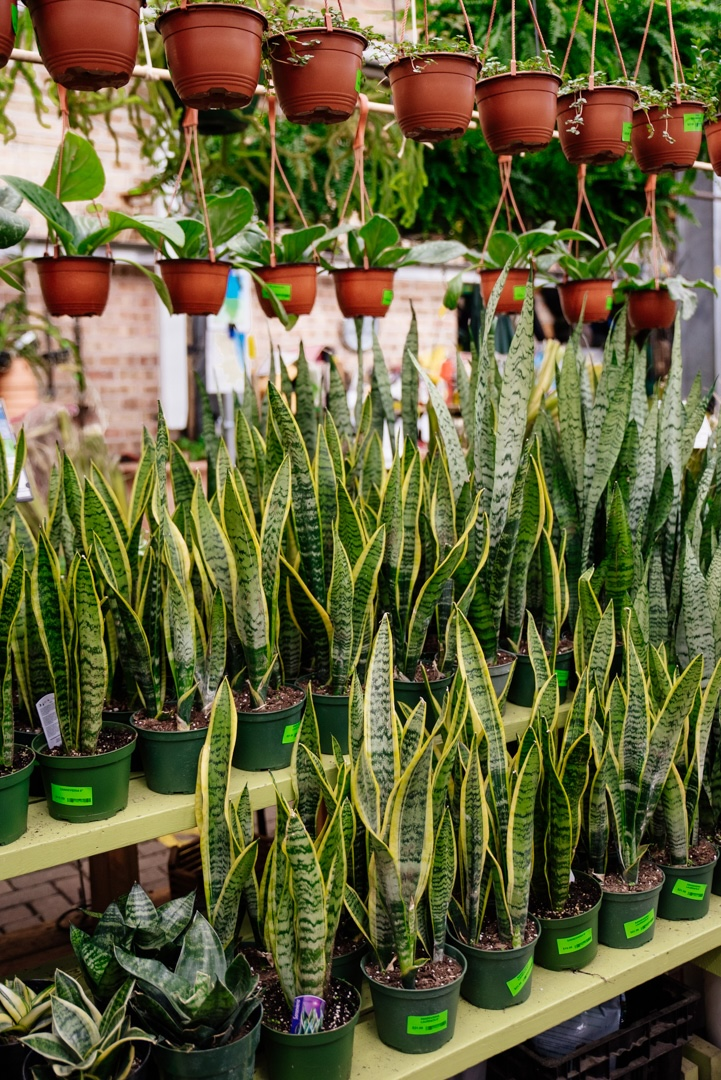 Snake Plant (Sansevieria)
