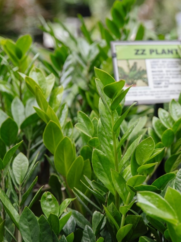 ZZ Plant (Zamioculcas zamiifolia)
