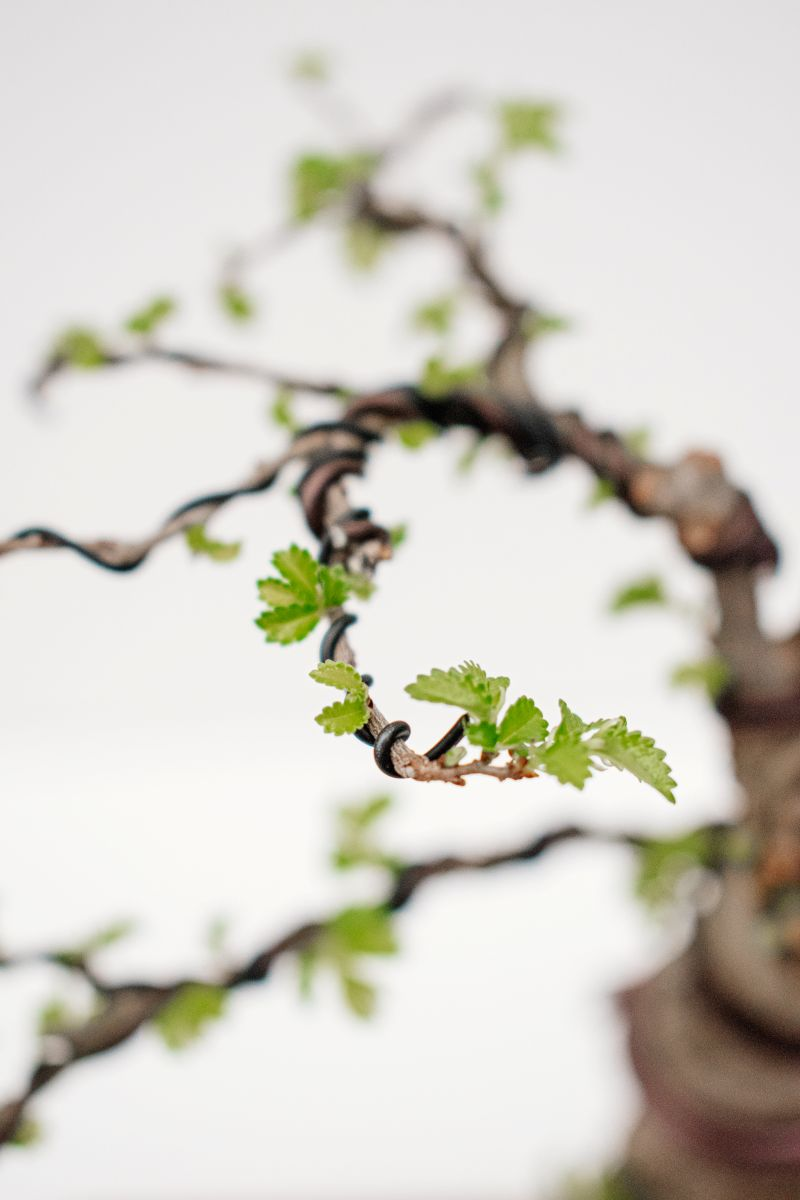09/26/2026 - Bonsai for Beginners Workshop - Image 3