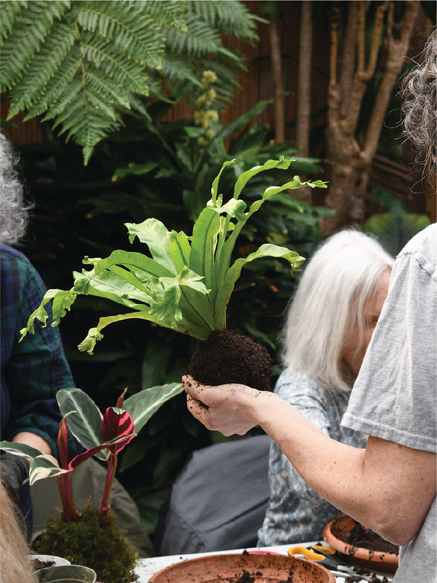 10/11/2026 - Classic Kokedama Workshop