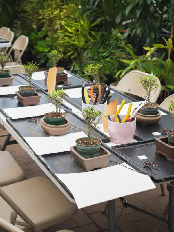 09/26/2026 - Bonsai for Beginners Workshop