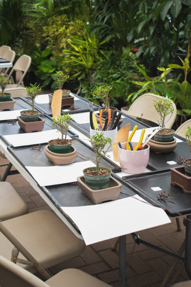 09/26/2026 - Bonsai for Beginners Workshop