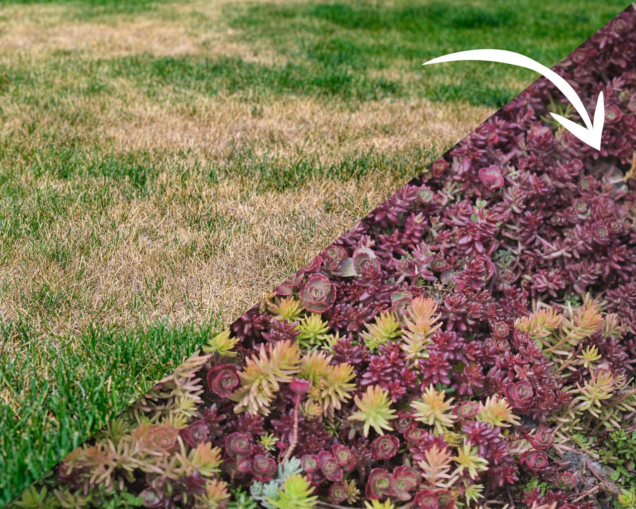 06/06/2026 - Honey, I Shrunk The Lawn! Trends in the Lawn Reduction Movement Seminar