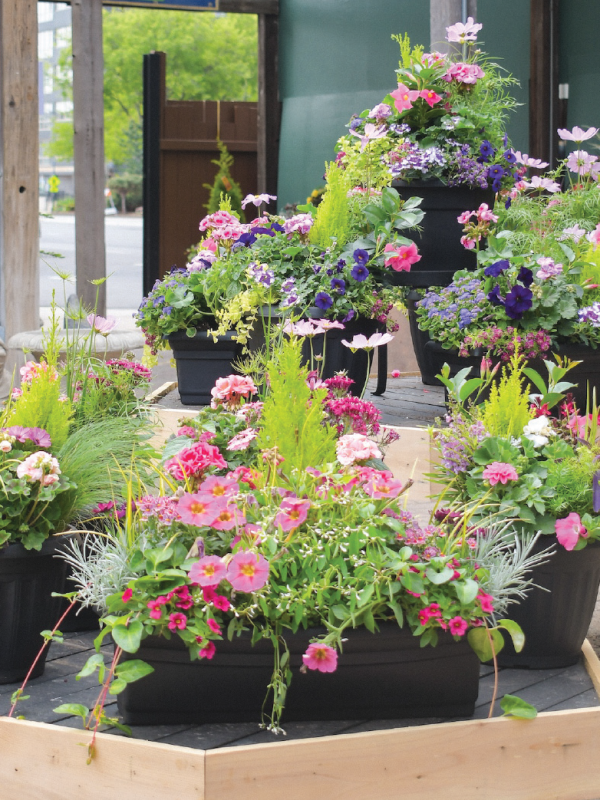 several lush annuals containers