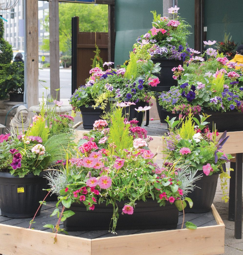 several lush annuals containers