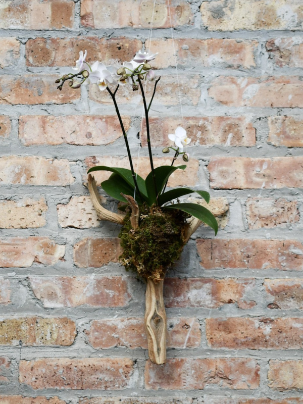 9/20/2026 - Orchid Mounting Workshop