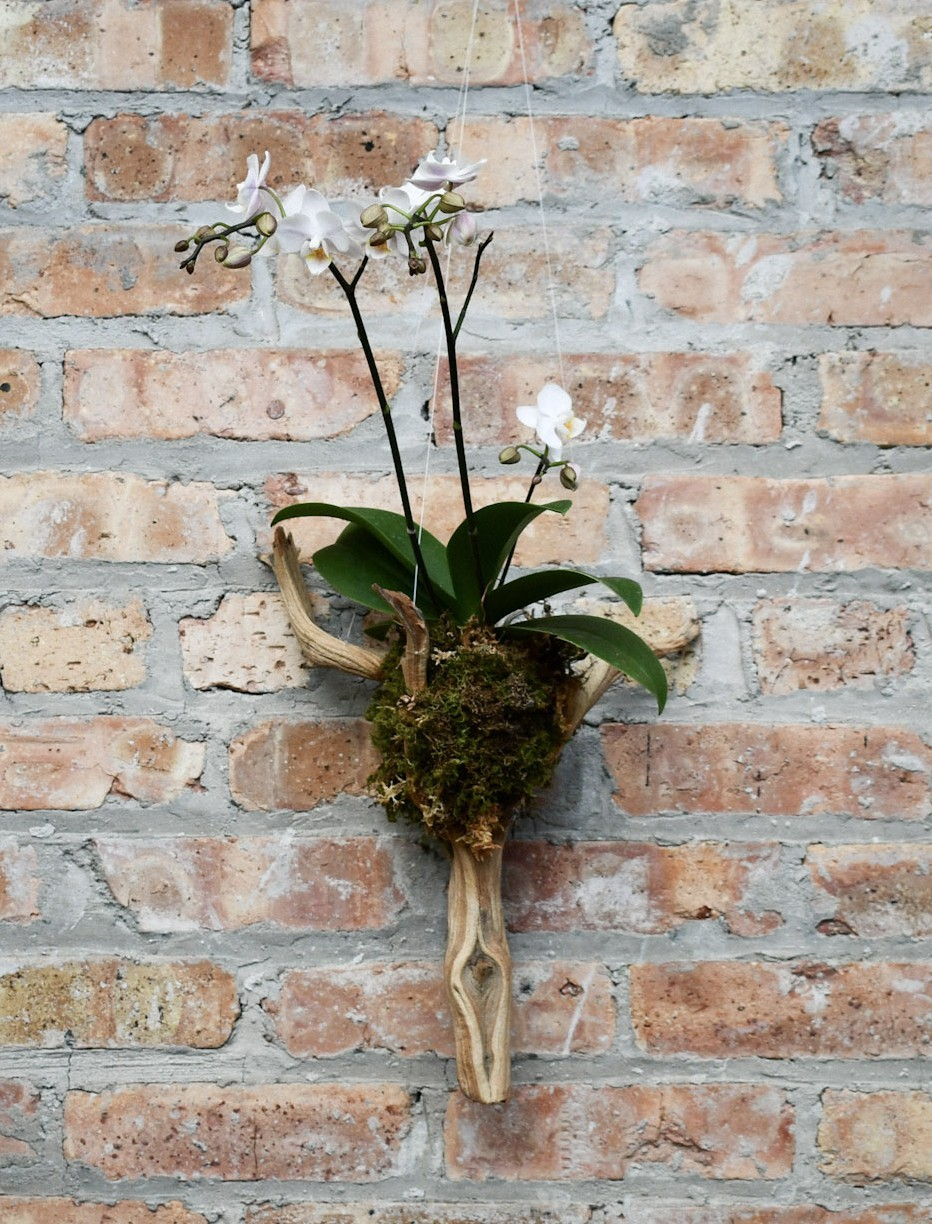 9/20/2026 - Orchid Mounting Workshop