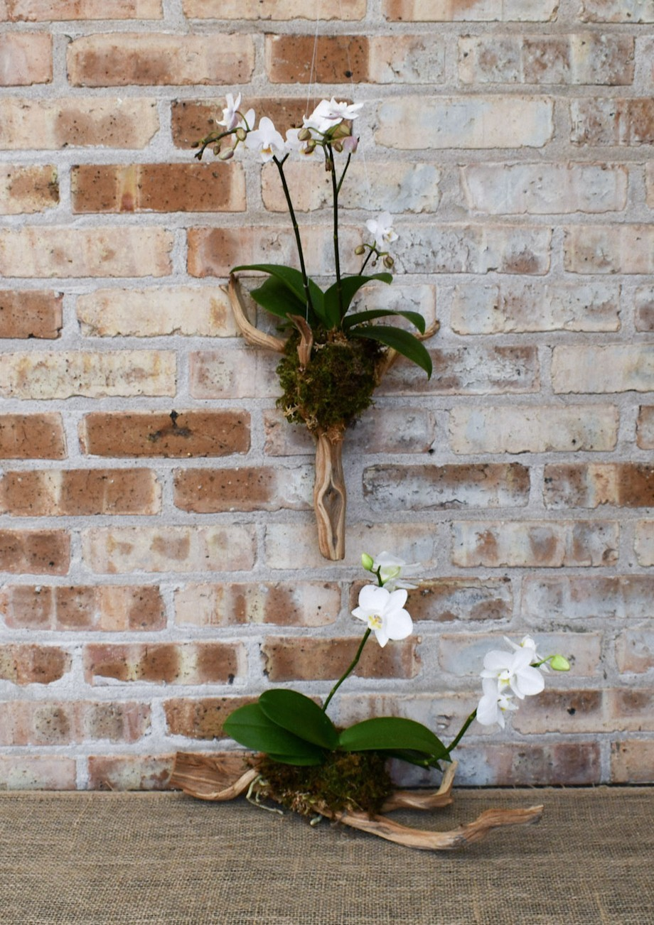 9/20/2026 - Orchid Mounting Workshop - Image 2