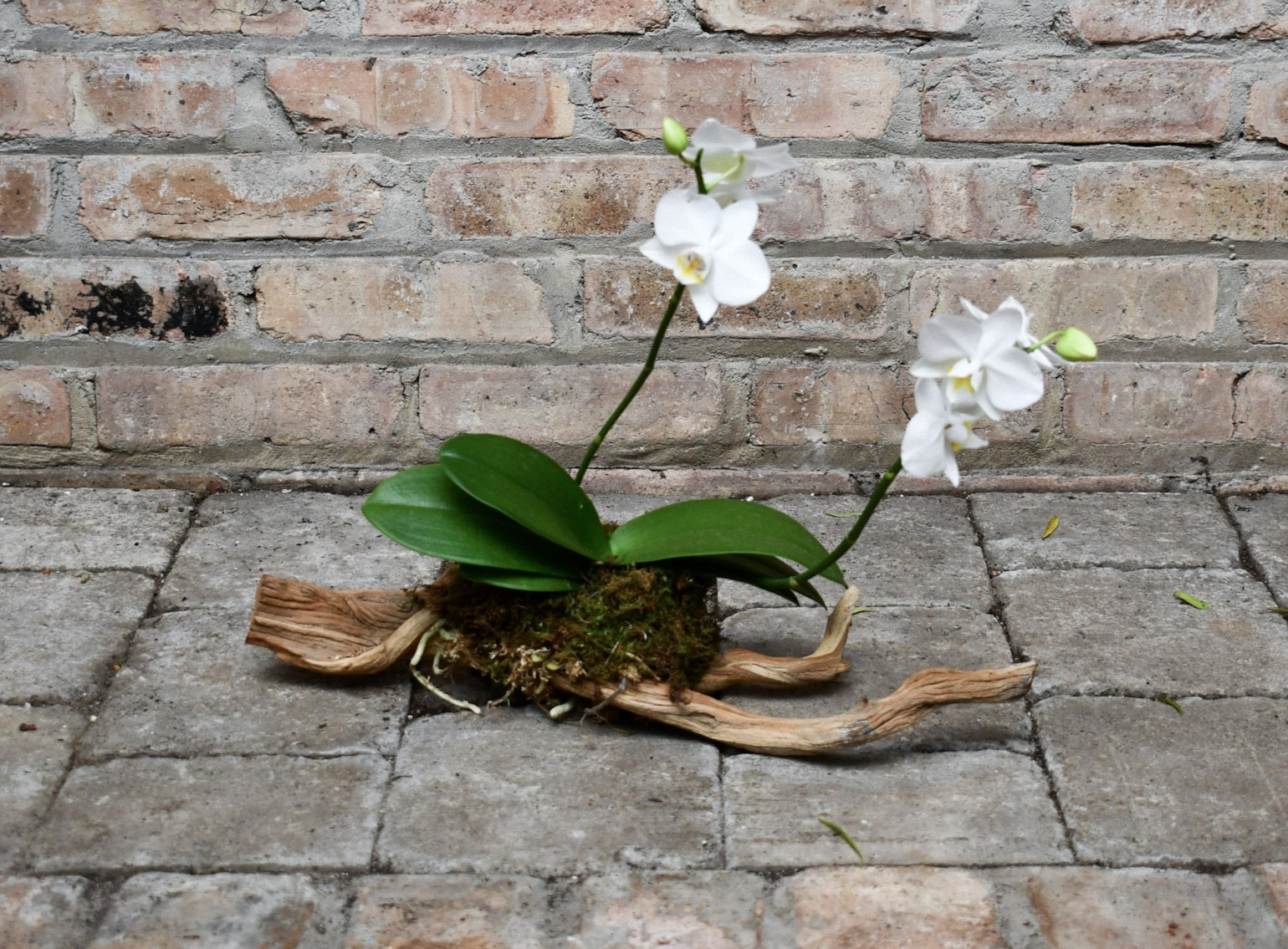 9/20/2026 - Orchid Mounting Workshop - Image 3