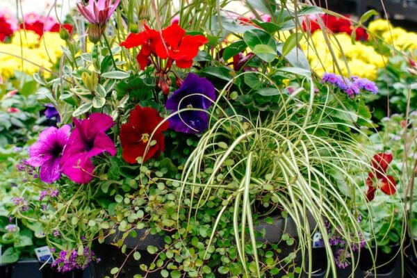 Annual Container Container of annual flowers and grasses