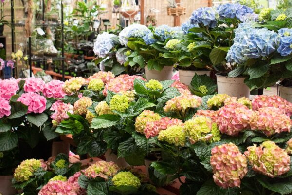 Hydrangeas Hydrangeas