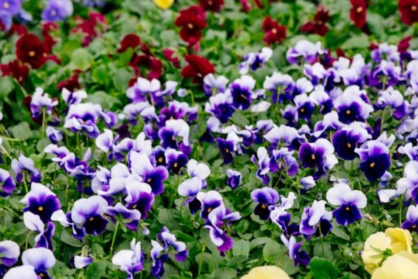 Pansies Rows of purple, yellow, and red pansies