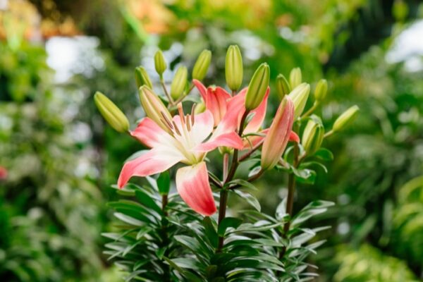 Lily Lily
