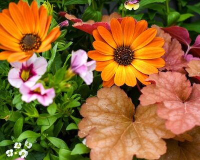 DSC_4399 DSC_4399