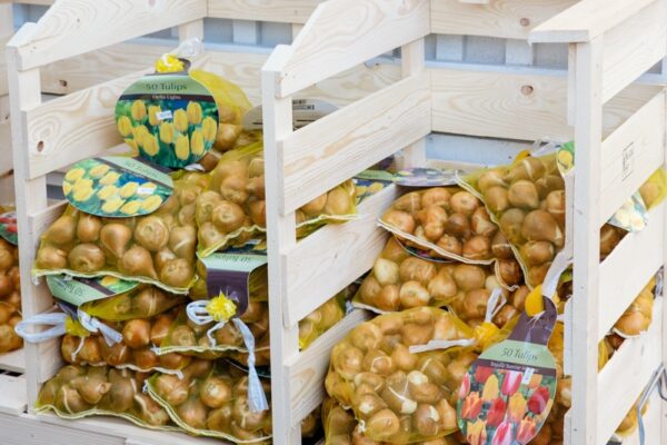 Tulip Bulbs Wooden bins filled with garden bulbs