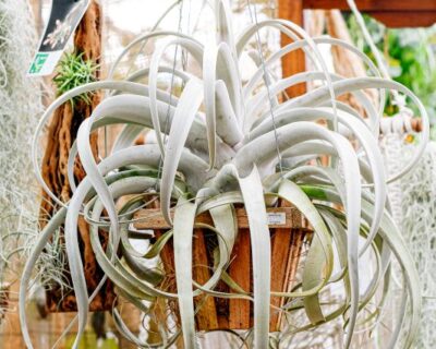 airplant-1 airplant-1