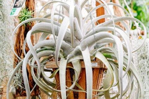 airplant-1