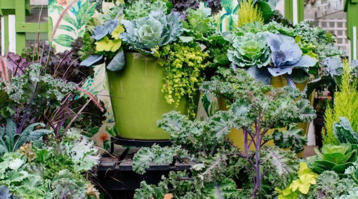 annuals-fall-cabbagecontainer annuals-fall-cabbagecontainer
