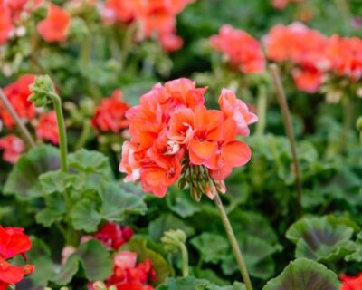 annuals-geraniums close-up of salmon colored geraniums