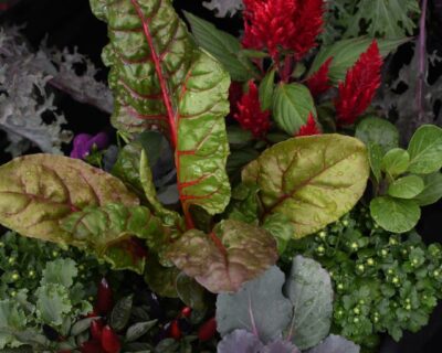annuals-ornamental cabbage ornamental cabbage and kale next to red celosia