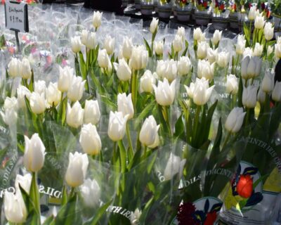 annuals-tulips rows of white tulips