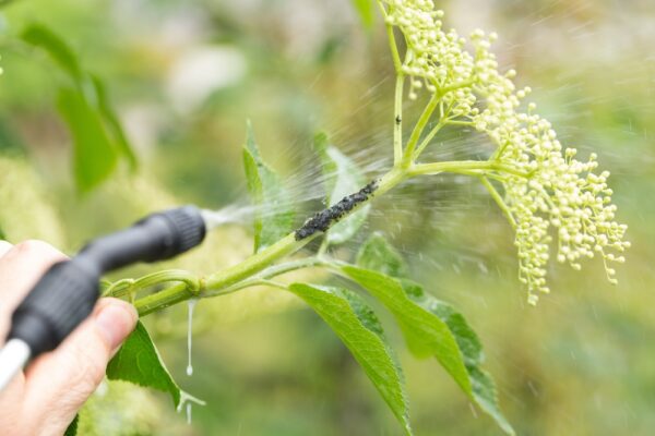 aphid spray aphid spray