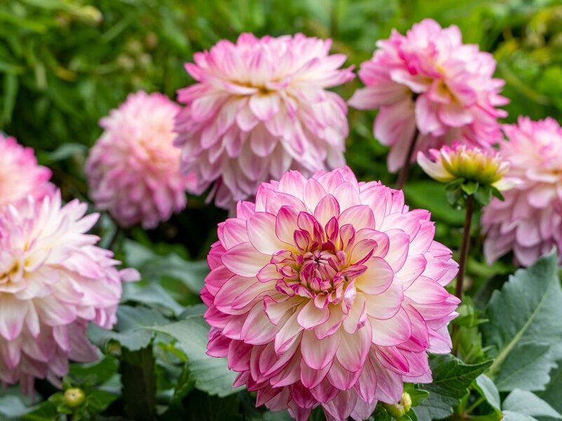 bulbs-dahlia bulbs-dahlia