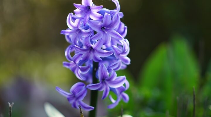 bulbs-hyacinth bulbs-hyacinth