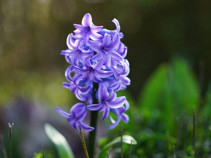 bulbs-hyacinth bulbs-hyacinth
