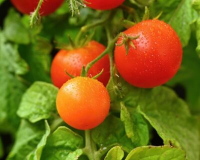 Cherry bush tomatoes – healthy vegetables – healthy food. Beautiful fresh red tomatoes on a twig. Cherry bush tomatoes - healthy vegetables - healthy food. Beautiful fresh red tomatoes on a twig.