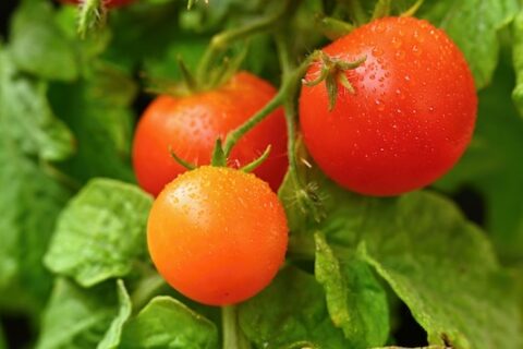 Cherry bush tomatoes - healthy vegetables - healthy food. Beautiful fresh red tomatoes on a twig.