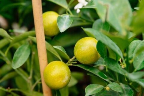 citrus-1