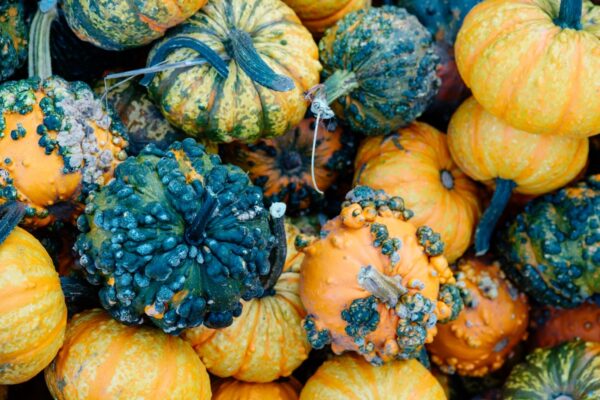 fall-gourds fall-gourds
