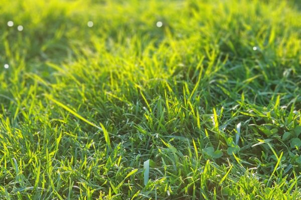 grass grass